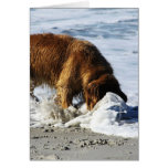 Golden Retriever EVERYBODY STOP! I Lost My Contact Greeting Cards