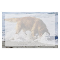 Golden Retriever EVERYBODY STOP! I Lost My Contact Custom Stationery
