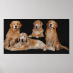 Golden Retriever Family Print