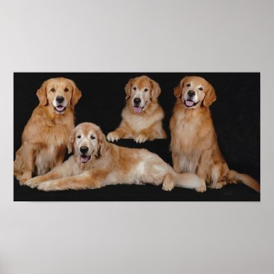 Golden Retriever Family Print by normagolden