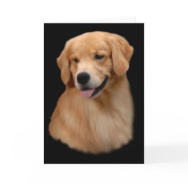 Golden Retriever Frisco Greeting Card