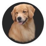 Golden Retriever Frisco Large Sticker