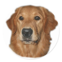 Golden Retriever Gifts Stickers