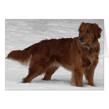 Golden Retriever Greeting Card