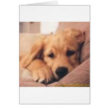 golden retriever greeting cards