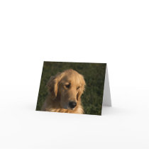 Golden Retriever Head Shot Note Cards