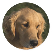 Golden Retriever Head Shot Stickers