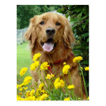 Golden Retriever in flowers Postcards