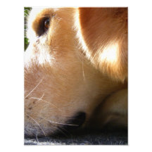 Golden Retriever In The Sun Photo Art
