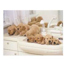 Golden Retriever; is a relatively modern and 2 Post Card