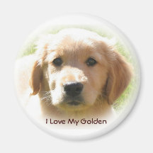 Golden Retriever Love Fridge Magnet