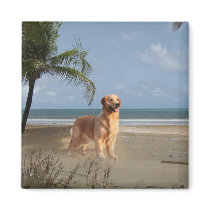 Golden Retriever Magnet