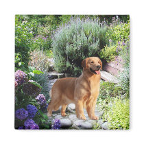 Golden Retriever Magnet
