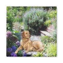 Golden Retriever Magnet