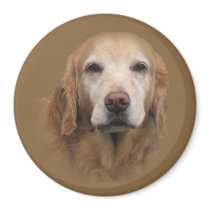 Golden Retriever Magnet