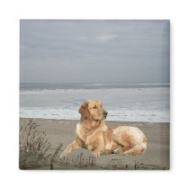 Golden Retriever Magnet