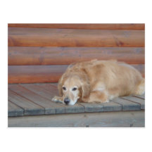 Golden Retriever - Montana Postcard