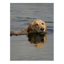 Golden retriever nageant carte postale