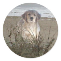 Golden Retriever On The Beach Sticker