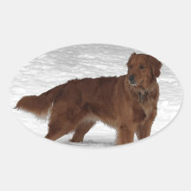 Golden Retriever Oval Sticker