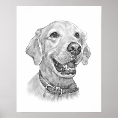 Golden Retriever Pet Portrait Drawing Print by artladymanor