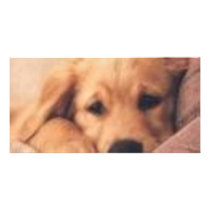golden retriever photo card template