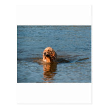 Golden Retriever Post Card