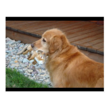 Golden Retriever Post Cards