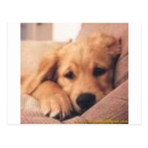 golden retriever postcard