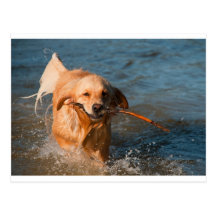 Golden Retriever Postcards