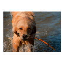 Golden Retriever Postcards