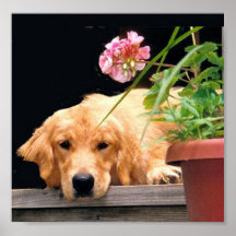 Golden Retriever Poster