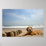 Golden Retriever  Poster Sandcastles