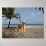 Golden Retriever Print
