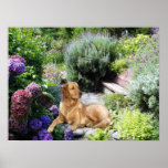 Golden Retriever Print