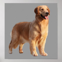 Golden Retriever Print