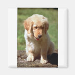 Golden Retriever pup Fridge Magnets