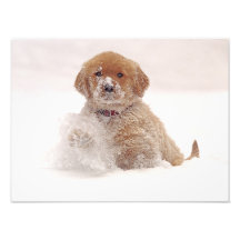 Golden Retriever Pup in Snow Art Photo