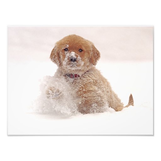 Golden Retriever Pup in Snow Art Photo