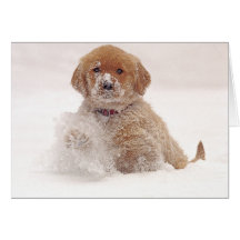 Golden Retriever Pup in Snow Card