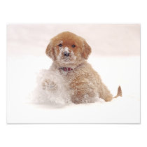 Golden Retriever Pup in Snow