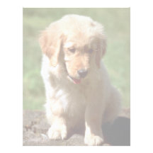 Golden Retriever pup Letterhead
