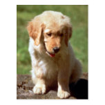 Golden Retriever pup Post Card