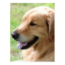 Golden Retriever Pup Postcard