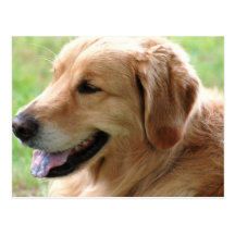 Golden Retriever Pup Postcard