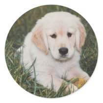 Golden Retriever Pup Sticker