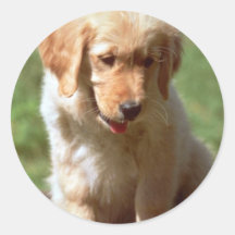 Golden Retriever pup Sticker