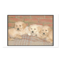 Golden Retriever Puppies Stickers