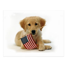 Golden Retriever Puppy and Flag Post Card