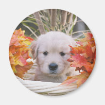 Golden Retriever Puppy Autumn Scene Magnets